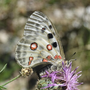 Papilionidae-Parnassiinae-Parnassius apollo-Colmars-les-Alpes, DSC_0034  2 