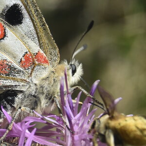 Papilionidae-Parnassiinae-Parnassius apollo-Colmars-les-Alpes, DSC_0037  2 
