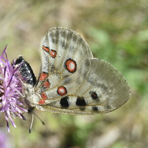Papilionidae-Parnassiinae-Parnassius apollo-Colmars-les-Alpes, DSC_0005
