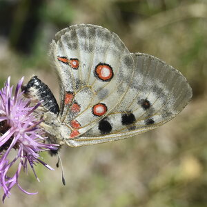Papilionidae-Parnassiinae-Parnassius apollo-Colmars-les-Alpes, DSC_0011