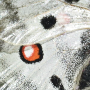 Papilionidae-Parnassiinae-Parnassius apollo-Colmars-les-Alpes, DSC_0030
