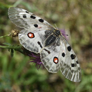 Papilionidae-Parnassiinae-Parnassius apollo-Colmars-les-Alpes, DSC_0031