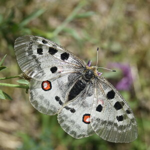 Papilionidae-Parnassiinae-Parnassius apollo-Colmars-les-Alpes, DSC_0032