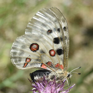 Papilionidae-Parnassiinae-Parnassius apollo-Colmars-les-Alpes, DSC_0035
