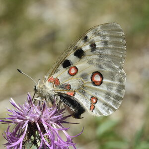Papilionidae-Parnassiinae-Parnassius apollo-Colmars-les-Alpes, DSC_0037
