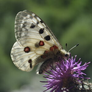 Papilionidae-Parnassiinae-Parnassius apollo-Colmars-les-Alpes, DSC_0038