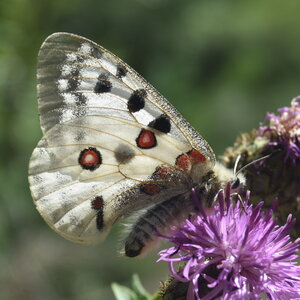 Papilionidae-Parnassiinae-Parnassius apollo-Colmars-les-Alpes, DSC_0039
