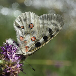 Papilionidae-Parnassiinae-Parnassius apollo-Colmars-les-Alpes, DSC_0040