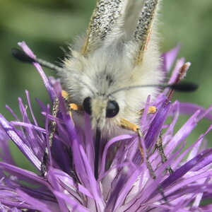 Papilionidae-Parnassiinae-Parnassius apollo-Colmars-les-Alpes, a1  2 