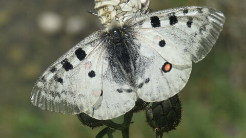 Papilionidae-Parnassiinae-Parnassius apollo-Colmars-les-Alpes, a1  4 