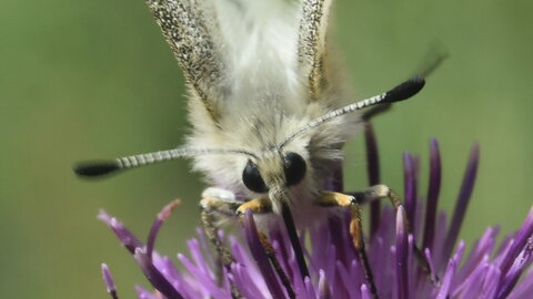 Papilionidae-Parnassiinae-Parnassius apollo-Colmars-les-Alpes, XX
