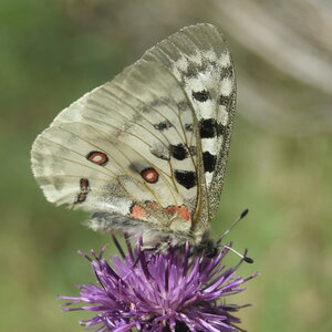 Papilionidae-Parnassiinae-Parnassius apollo-Colmars-les-Alpes, o