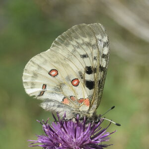 Papilionidae-Parnassiinae-Parnassius apollo-Colmars-les-Alpes, DSC_0046