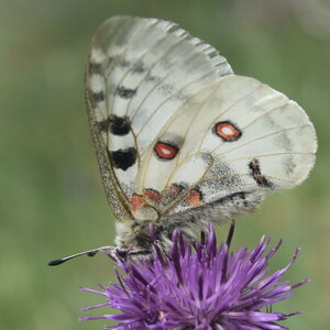 Papilionidae-Parnassiinae-Parnassius apollo-Colmars-les-Alpes, j