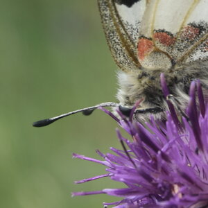 Papilionidae-Parnassiinae-Parnassius apollo-Colmars-les-Alpes, k