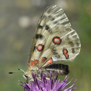 Papilionidae-Parnassiinae-Parnassius apollo-Colmars-les-Alpes, DSC_0065