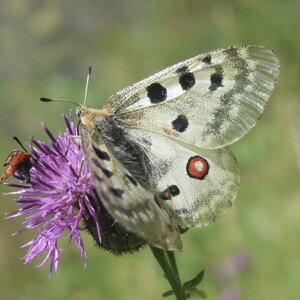 Papilionidae-Parnassiinae-Parnassius apollo-Colmars-les-Alpes, DSC_0061