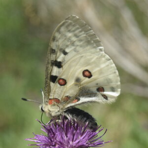 Papilionidae-Parnassiinae-Parnassius apollo-Colmars-les-Alpes, DSC_0008