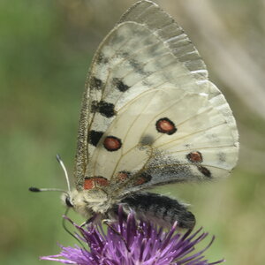 Papilionidae-Parnassiinae-Parnassius apollo-Colmars-les-Alpes, B