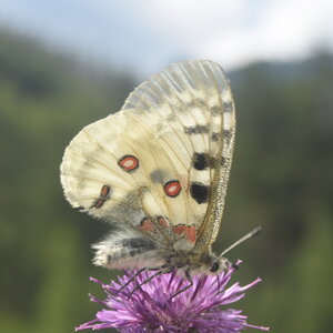 Papilionidae-Parnassiinae-Parnassius apollo-Colmars-les-Alpes, DSC_0023