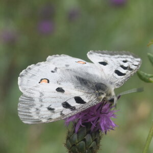 Papilionidae-Parnassiinae-Parnassius apollo-Colmars-les-Alpes, DSC_0043