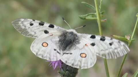 Papilionidae-Parnassiinae-Parnassius apollo-Colmars-les-Alpes, E