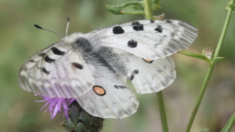 Papilionidae-Parnassiinae-Parnassius apollo-Colmars-les-Alpes, D