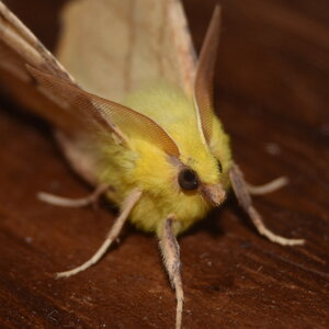 Geometridae-Ennomos alniaria-Colmars, DSC_0004