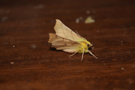 Geometridae-Ennomos alniaria-Colmars, DSC_0006