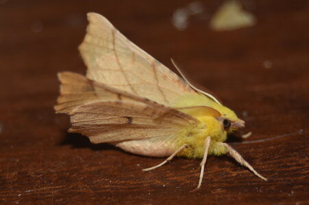 Geometridae-Ennomos alniaria-Colmars, DSC_0007