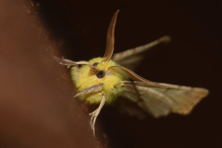Geometridae-Ennomos alniaria-Colmars, DSC_0015