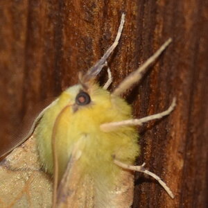 Geometridae-Ennomos alniaria-Colmars, DSC_0284