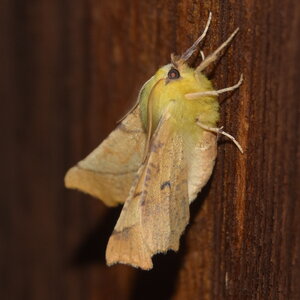 Geometridae-Ennomos alniaria-Colmars, DSC_0285