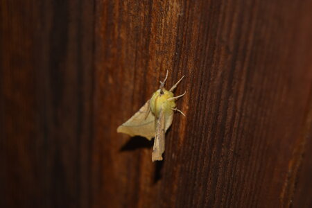 Geometridae-Ennomos alniaria-Colmars, DSC_0288