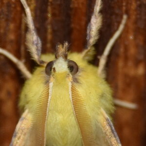 Geometridae-Ennomos alniaria-Colmars, DSC_0297