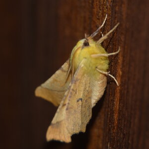 Geometridae-Ennomos alniaria-Colmars, DSC_0300