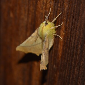 Geometridae-Ennomos alniaria-Colmars, DSC_0301