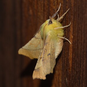 Geometridae-Ennomos alniaria-Colmars, DSC_0307