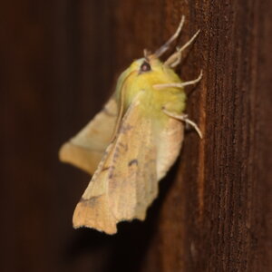 Geometridae-Ennomos alniaria-Colmars, DSC_0308