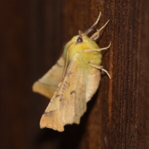 Geometridae-Ennomos alniaria-Colmars, DSC_0309