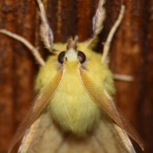Geometridae-Ennomos alniaria-Colmars, DSC_0312