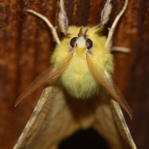 Geometridae-Ennomos alniaria-Colmars, DSC_0316