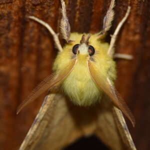 Geometridae-Ennomos alniaria-Colmars, DSC_0318