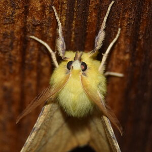 Geometridae-Ennomos alniaria-Colmars, DSC_0320