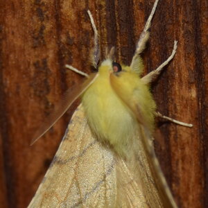 Geometridae-Ennomos alniaria-Colmars, DSC_0323