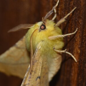 Geometridae-Ennomos alniaria-Colmars, DSC_0325