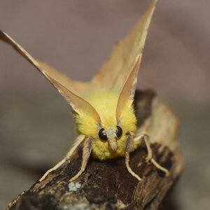 Geometridae-Ennomos alniaria-Colmars, DSC_0326  2 