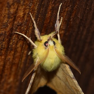 Geometridae-Ennomos alniaria-Colmars, DSC_0326