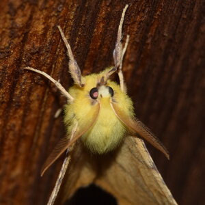 Geometridae-Ennomos alniaria-Colmars, DSC_0327