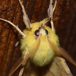 Geometridae-Ennomos alniaria-Colmars, DSC_0328